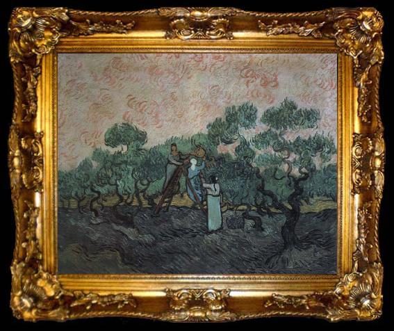 framed  Vincent Van Gogh the olive pickers,saint remy,1889, ta009-2